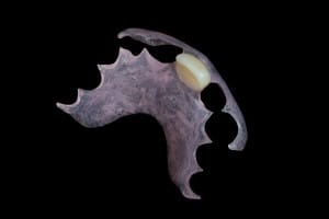 2. Foto Bre.flex 2. Foto Bre.flex